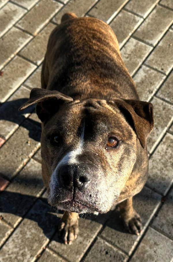 THOR GENTILE PIT Foto 4